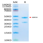 Mouse GDF15 Protein (GDF-MM215)