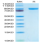 Human GEP Protein (GEP-HM101)