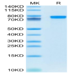 Mouse GEP Protein (GEP-MM101)