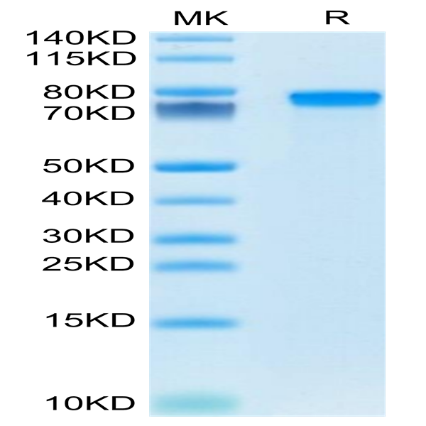 Mouse GEP Protein (GEP-MM101)