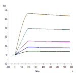 Human GFRAL/GFR alpha-like Protein BP005207 Syd Labs
