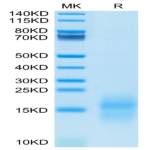 Mouse GIP Protein BP004631 Syd Labs