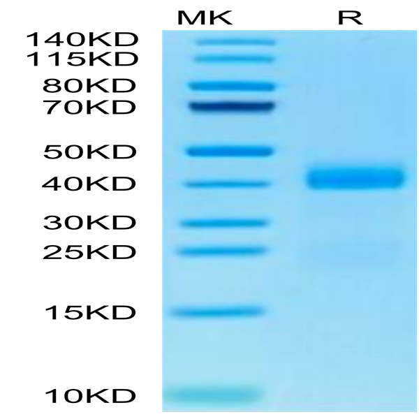 Cynomolgus Galectin 3 Protein (GLT-CM103)