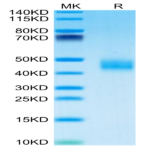 Mouse Galectin 3 Protein (GLT-MM103)