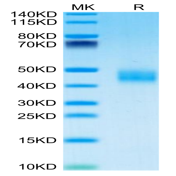 Mouse Galectin 3 Protein (GLT-MM103)