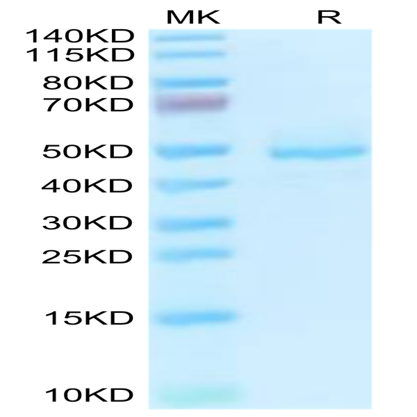 Human GP1BB Protein (GP1-HM2BB)