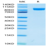 Mouse gp130/CD130/IL-6 R beta Protein (GP1-MM130)