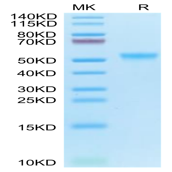 Cynomolgus GPVI Protein (GP6-CM101)