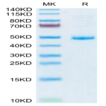 Human CD42a/GP9 Protein (GP9-HM209)