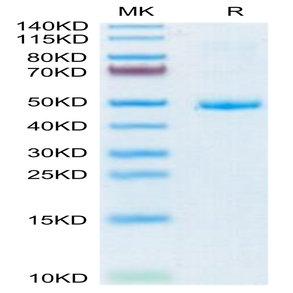 Human CD42a/GP9 Protein (GP9-HM209)