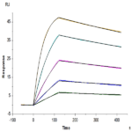 Human GPA33/A33 Protein BP005409 Syd Labs