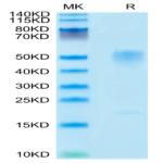 Mouse GPA Protein BP004636 Syd Labs
