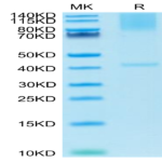 Cynomolgus GPC3/Glypican 3 Protein (GPC-CM131)