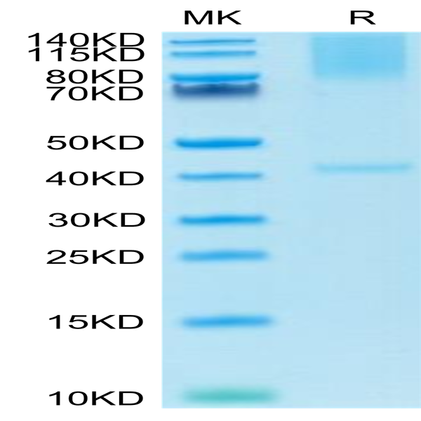 Cynomolgus GPC3/Glypican 3 Protein (GPC-CM131)