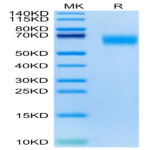 Cynomolgus GM-CSF R alpha Protein (GSF-CM1RA)