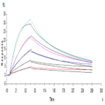 Human GM-CSF Protein BP005336 Syd Labs