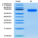 Human GM-CSF R alpha Protein (GSF-HM1RA)