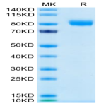 Human GM-CSF R alpha Protein (GSF-HM2RA)