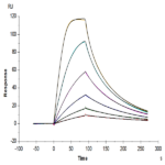 Mouse GM-CSF Protein BP003458 Syd Labs