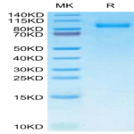 Human G-CSF R/CD114 Protein (GSR-HM101)