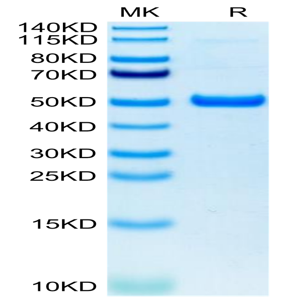 Human GITR/TNFRSF18 Protein (GTR-HM201)