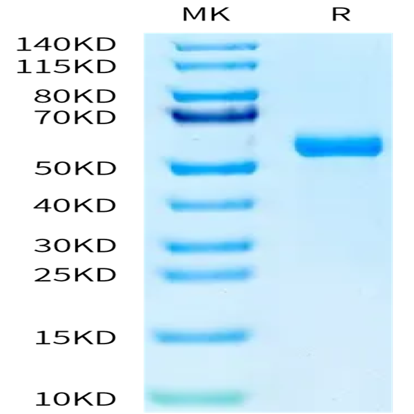 Human HAI-1 Protein (HAI-HM11A)