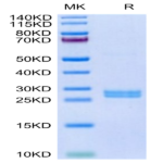 Human Hepcidin/HAMP Protein BP004159 Syd Labs