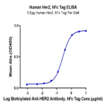 Human Her2/ErbB2 Protein BP005075 Syd Labs