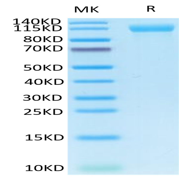 Human Her4/ErbB4 Protein (HER-HM204)