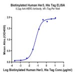 Biotinylated Human Her3/ErbB3 Protein BP005737 Syd Labs