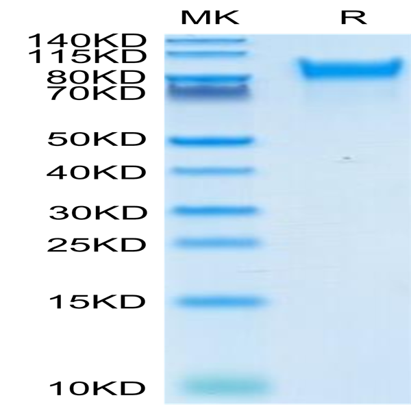 Human Her4/ErbB4 Protein (HER-HM4B4)