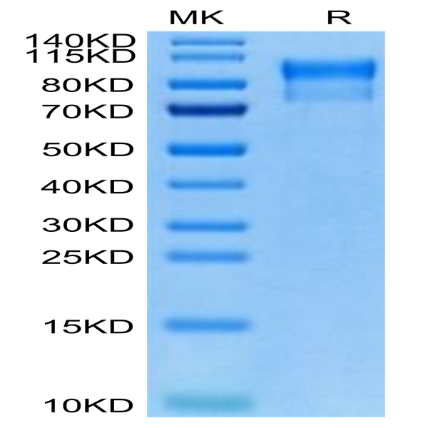 Biotinylated Human Her2/ErbB2 Domain 4 Protein (HER-HM404B)