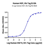 Human HGF Protein BP004703 Syd Labs