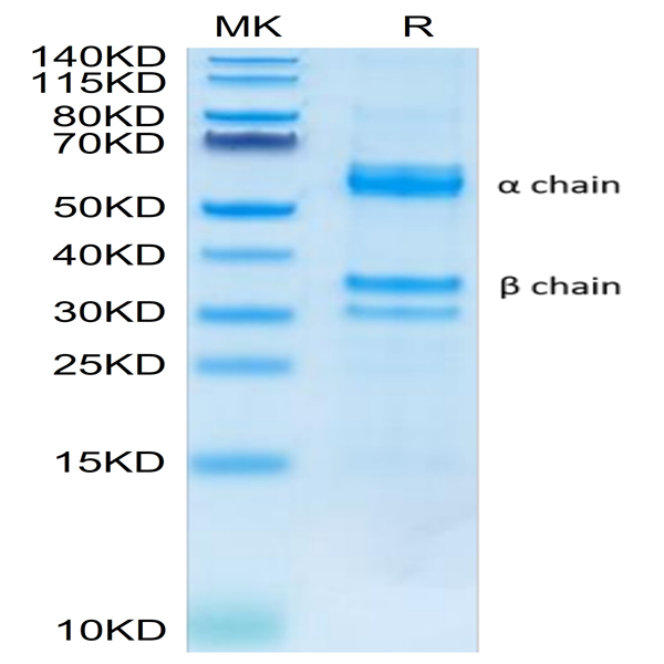 Human HGF Protein (HGF-HM101)