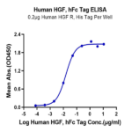 Human HGF Protein BP004702 Syd Labs