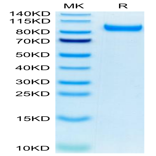 Mouse HGFA Protein (pro form) (HGF-MM10A)