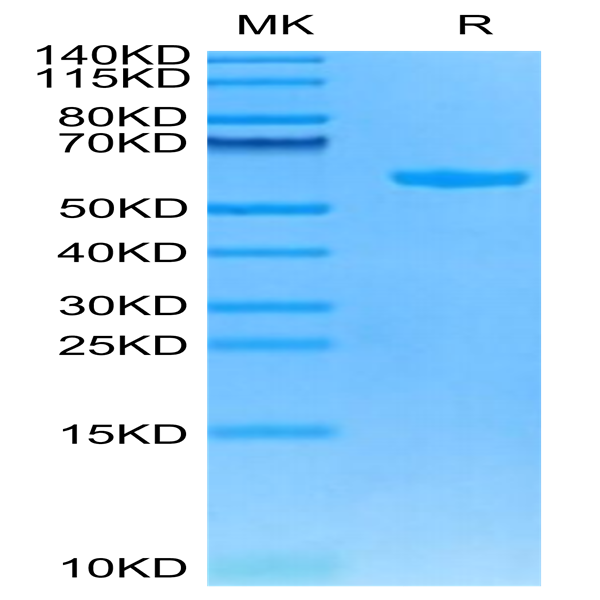 Cynomolgus HLA-G&B2M&Peptide (RIIPRHLQL) Monomer Protein (HLG-CM41C)