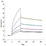 Biotinylated Cynomolgus HLA-G&B2M&Peptide (RIIPRHLQL) Monomer Protein BP003452 Syd Labs