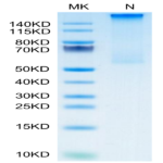 Cynomolgus HLA-G&B2M&Peptide (RIIPRHLQL) Tetramer Protein (HLG-CM41CT)