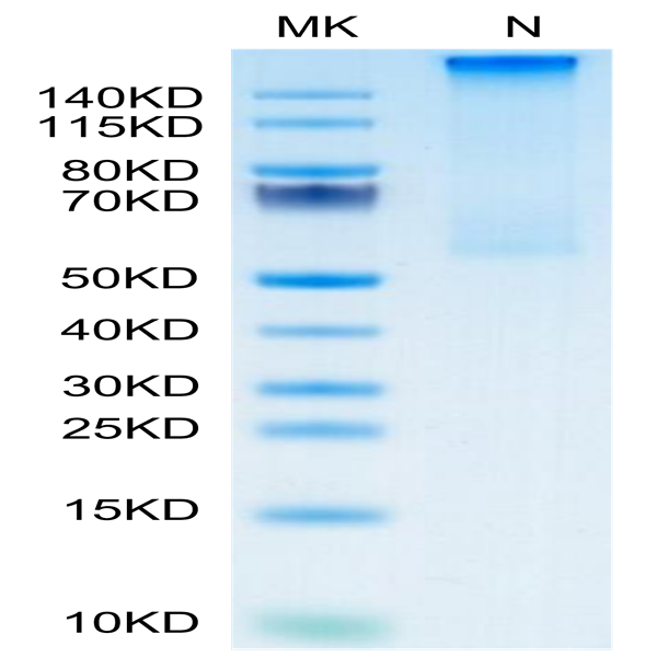 Cynomolgus HLA-G&B2M&Peptide (RIIPRHLQL) Tetramer Protein (HLG-CM41CT)