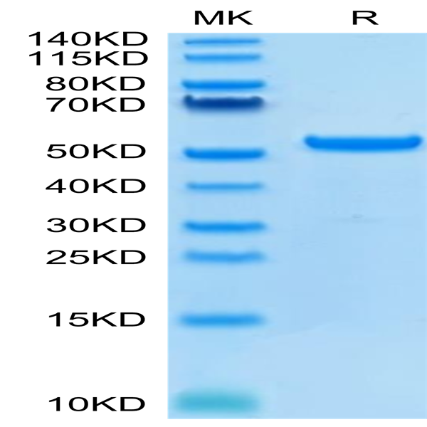 Human HLA-G&B2M&Peptide (RIIPRHLQL) Monomer Protein (HLG-HM41C)
