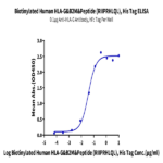 Biotinylated Human HLA-G&B2M&Peptide (RIIPRHLQL) Monomer Protein BP005223 Syd Labs