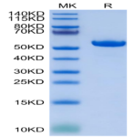 Biotinylated Human HLA-G&B2M&Peptide (RIIPRHLQL) Monomer Protein (HLG-HM41CB)