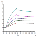 Biotinylated Human HLA-G&B2M&Peptide (RIIPRHLQL) Tetramer Protein BP005221 Syd Labs