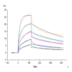 Rhesus macaque HLA-G&B2M&Peptide (RIIPRHLQL) Tetramer Protein BP004612 Syd Labs