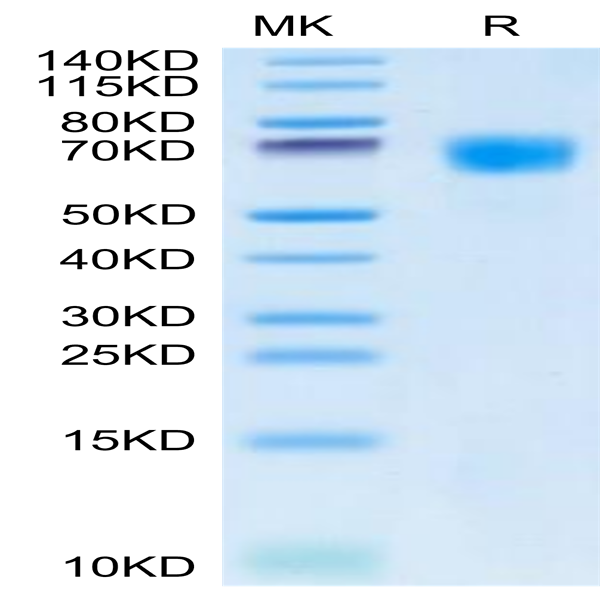 Cynomolgus HPX Protein (HPX-CM101)