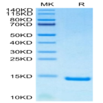 Human/Mouse/Goat Cpn10/HSPE1 Protein BP003919 Syd Labs