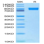 Biotinylated Human/Mouse/Goat Cpn10/HSPE1 Protein BP003918 Syd Labs