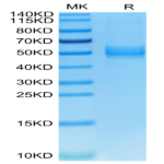 Mouse ICOS/CD278 Protein (ICO-MM201)