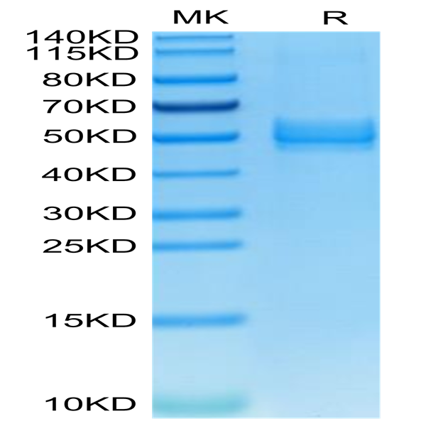 Mouse ICOS/CD278 Protein (ICO-MM201)